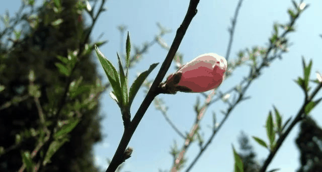 今日立春 | 在這里，邂逅最美春天……