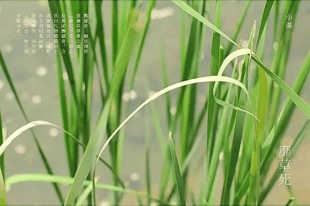 今日小滿：愿你的生活幸福美滿！